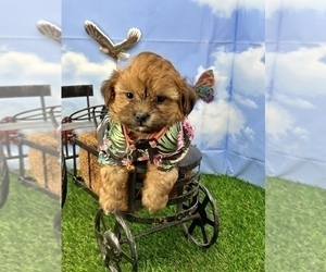 ShihPoo Puppy for sale in CASSVILLE, MO, USA