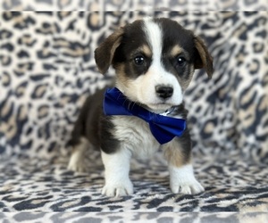 Medium Pembroke Welsh Corgi