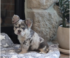 French Bulldog Puppy for sale in EAST EARL, PA, USA