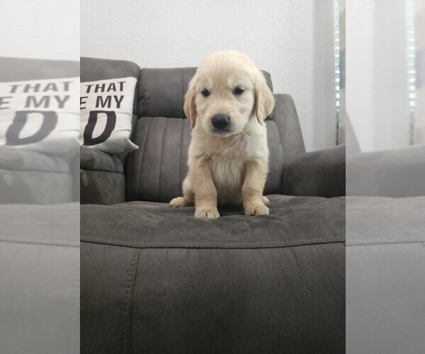 Medium Photo #4 Golden Retriever Puppy For Sale in SACRAMENTO, CA, USA