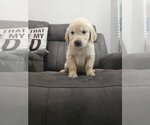 Small #3 Golden Retriever