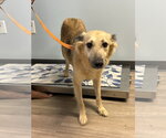 Small #1 Mutt