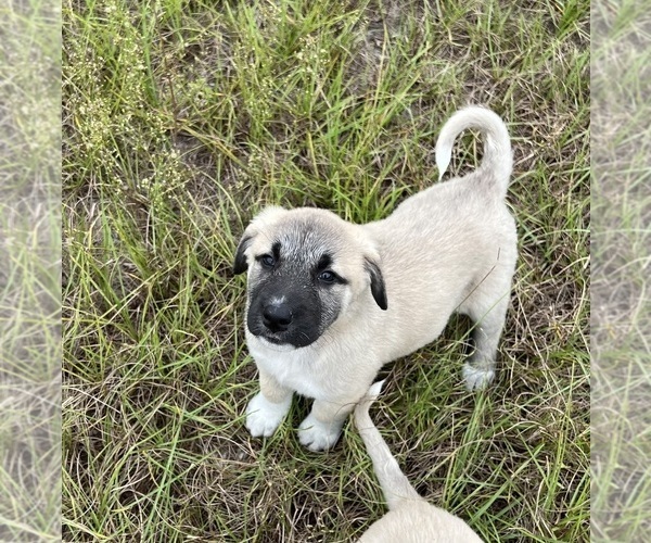 Medium Photo #3 Anatolian Shepherd Puppy For Sale in FORT WHITE, FL, USA
