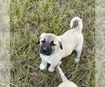 Small #2 Anatolian Shepherd