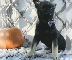 German Shepherd Dog-Unknown Mix Puppy for sale in LANCASTER, PA, USA
