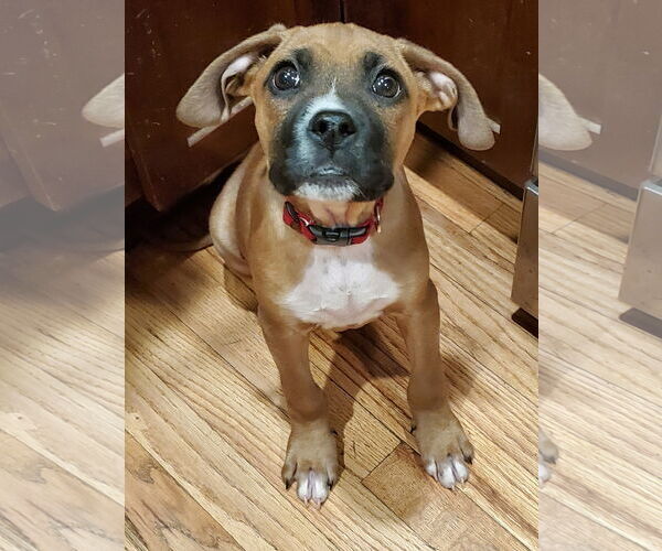 Medium Photo #1 Boxer-Greater Swiss Mountain Dog Mix Puppy For Sale in Stanwood, WA, USA