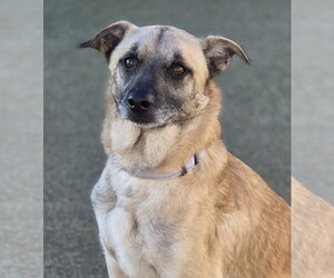 Mutt Dogs for adoption in Arlington, WA, USA