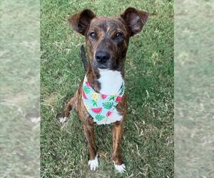 Mutt Dogs for adoption in Tulsa, OK, USA