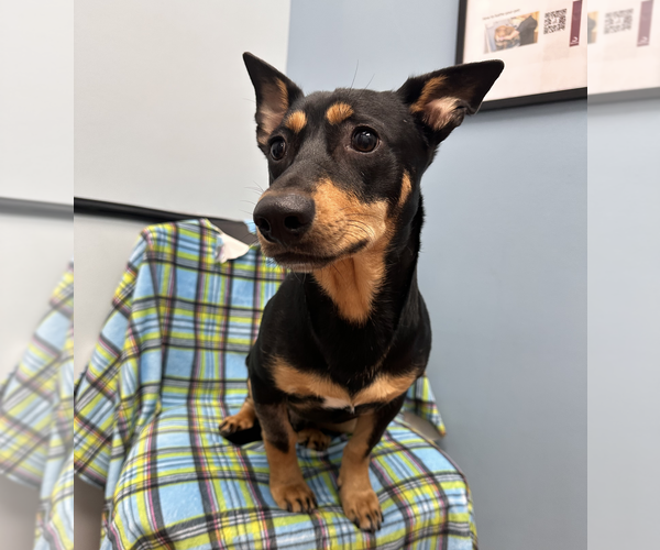 Medium Photo #3 Dachshund-Unknown Mix Puppy For Sale in Weston, FL, USA