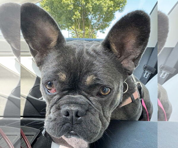 Medium Photo #2 French Bulldog Puppy For Sale in San Jose, CA, USA