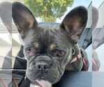 Small #1 French Bulldog