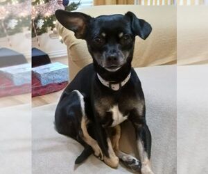 Chihuahua Dogs for adoption in Carrollton, TX, USA