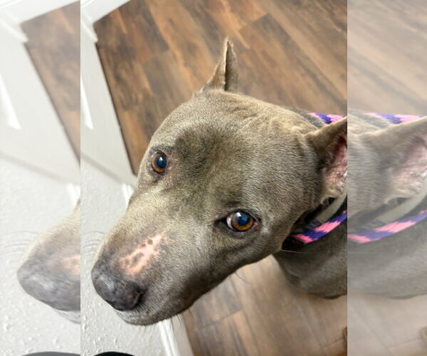 Medium Photo #1 Staffordshire Bull Terrier Puppy For Sale in Amarillo, TX, USA