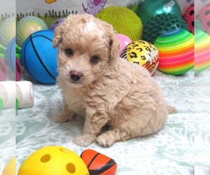 Maltipoo Puppy for sale in RATTAN, OK, USA