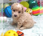 Image preview for Ad Listing. Nickname: Sebastian