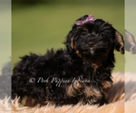 Small #2 Yorkipoo