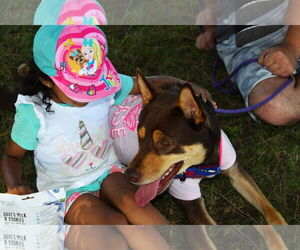 Buzz - Male Labsky Dog for Adoption - Photo #4