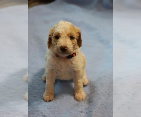 Medium Photo #2 Goldendoodle Puppy For Sale in ALBION, IN, USA