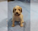 Small Photo #2 Goldendoodle Puppy For Sale in ALBION, IN, USA