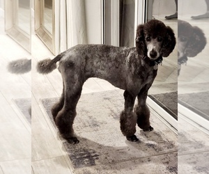 Mother of the Poodle (Standard) puppies born on 05/01/2024
