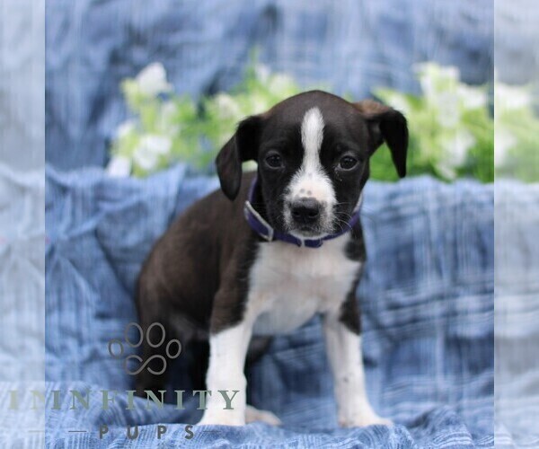Medium Photo #1 Boston Terrier-Cock-A-Poo Mix Puppy For Sale in PORT ROYAL, PA, USA