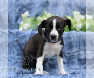 Boston Terrier-Cock-A-Poo Mix Puppy for sale in PORT ROYAL, PA, USA
