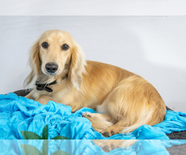 Medium Photo #1 Dachshund Puppy For Sale in WAKARUSA, IN, USA