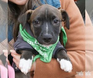 Labrador Retriever-Unknown Mix Dogs for adoption in Washington, DC, USA