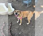 Small #1 Australian Shepherd Mix