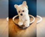 Small Photo #3 Morkie Puppy For Sale in CROSSVILLE, TN, USA