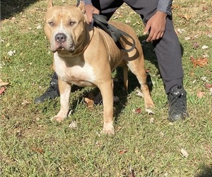 Father of the American Bully puppies born on 10/25/2022