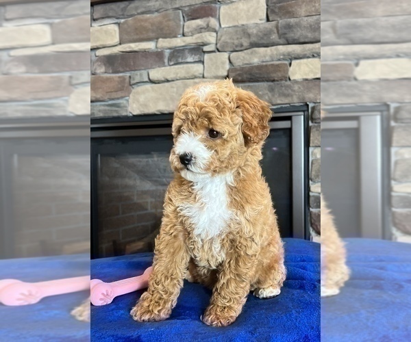 Medium Photo #9 Goldendoodle (Miniature) Puppy For Sale in NOBLESVILLE, IN, USA