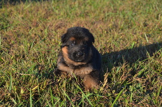 German Shepherd Dog Puppy for sale in HIGH POINT, NC, USA