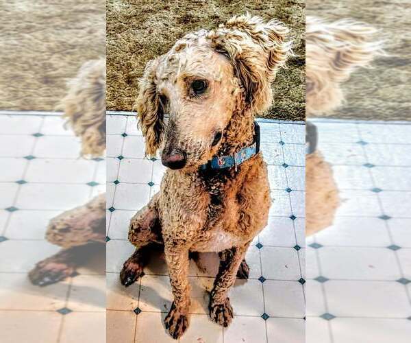 Medium Photo #2 Labrador Retriever-Unknown Mix Puppy For Sale in Boston, MA, USA