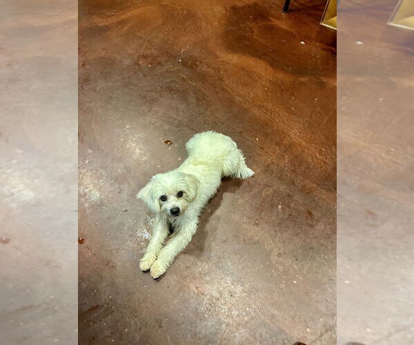 Medium Photo #8 Maltipoo (Miniature) Puppy For Sale in San Diego , CA, USA