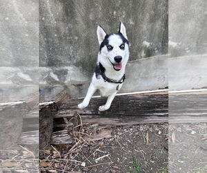 Siberian Husky Dogs for adoption in Miami, FL, USA