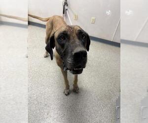 Great Dane-Unknown Mix Dogs for adoption in Visalia, CA, USA