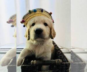 Golden Retriever Puppy for sale in SACRAMENTO, CA, USA