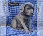 Small Photo #5 Cane Corso Puppy For Sale in MINERAL WELLS, WV, USA