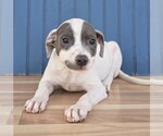 Small #4 American Pit Bull Terrier-Dachshund Mix