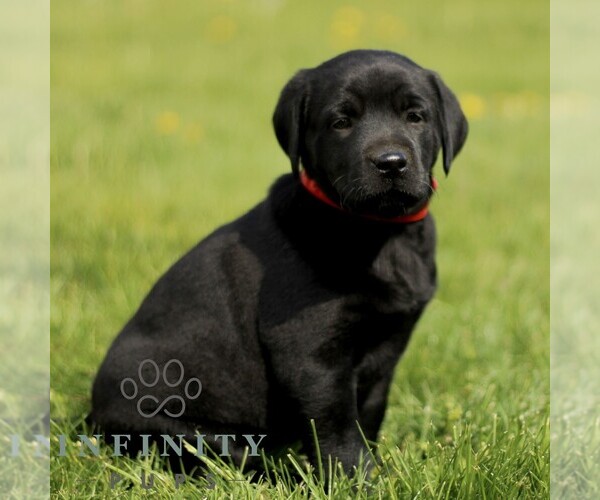 Medium Photo #1 Labrador Retriever Puppy For Sale in COATESVILLE, PA, USA