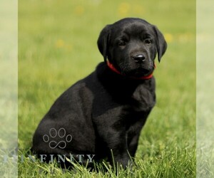 Labrador Retriever Puppy for sale in COATESVILLE, PA, USA