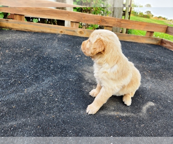 Medium Photo #5 Golden Retriever Puppy For Sale in LEON, KS, USA