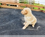 Small #4 Golden Retriever
