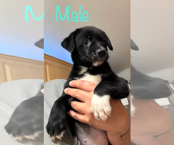 Medium Photo #4 Miniature Pinscher-Unknown Mix Puppy For Sale in Brooksville, FL, USA