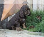 Small Photo #3 Cocker Spaniel Puppy For Sale in FREDERICKSBG, OH, USA