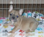 Small Photo #6 French Bulldog Puppy For Sale in ORO VALLEY, AZ, USA