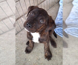 Labrador Retriever-Unknown Mix Dogs for adoption in House Springs, MO, USA