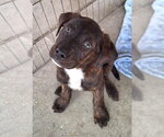 Small Labrador Retriever Mix