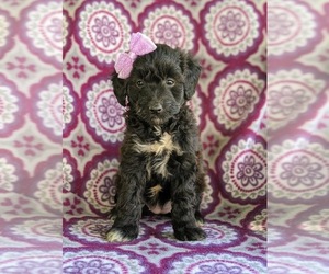 Sheltidoodle Puppy for sale in CHRISTIANA, PA, USA